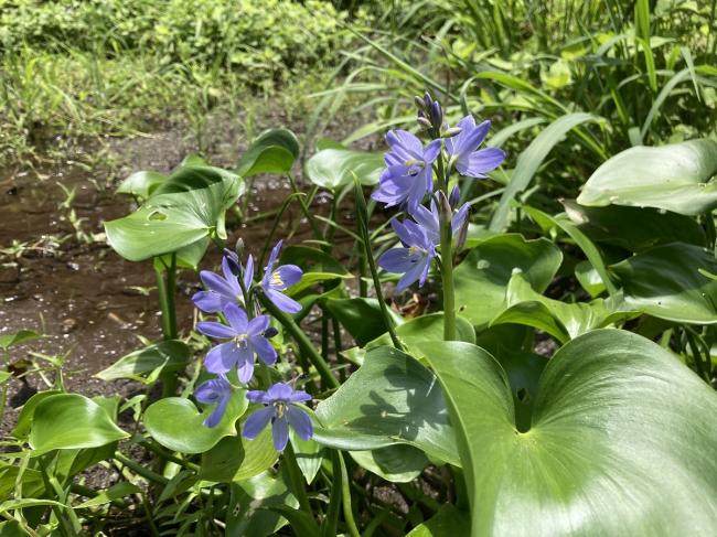 開花したミズアオイ