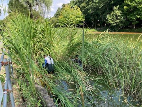 上尾水辺守の皆さんに北浅場の増えすぎた抽水植物を刈ってもらいました