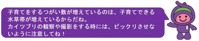 アッピーのメッセージ「子育てをするつがい数が増えているのは、子育てできる水草帯が増えているからだね。カイツブリの観察や撮影をする時には、ビックリさせないように注意してね。」