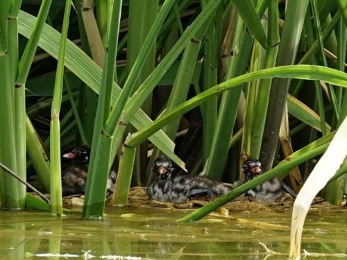 3組目のカイツブリのつがいに3羽のヒナが生まれたよ！