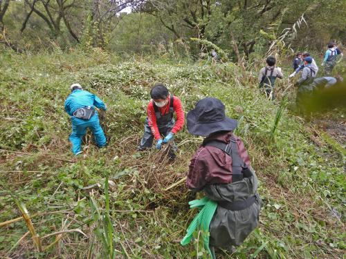 上尾水辺守と大宮池守が協力して、湿地の外来草の駆除を行いました