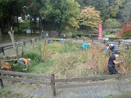 湿地の植物を除去している様子