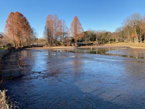 大池の天日干しの様子