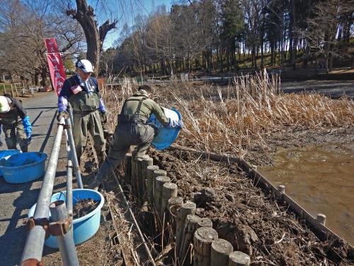 泥は大池の浅場に撒きだします。どんな水草が再生するかな！？