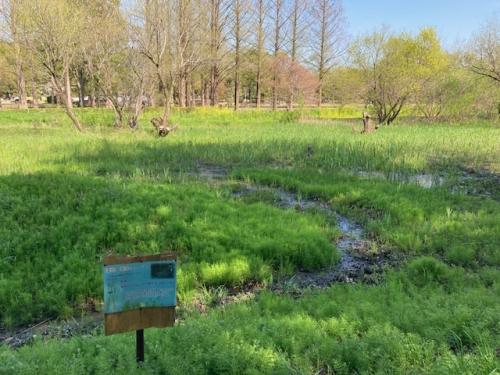 湿地では、湿生植物や水草が生え始めました