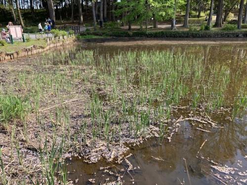 大池の池底からは水草が生えてきました