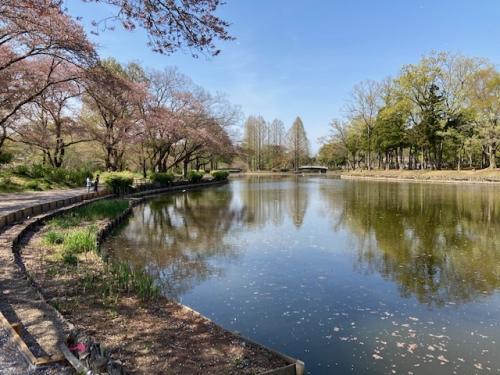 大池の南側は水がたまりはじめています