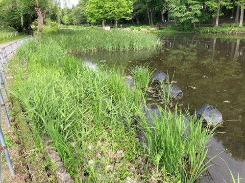 大池北浅場と奥は池底に植えた抽水植物のガマ