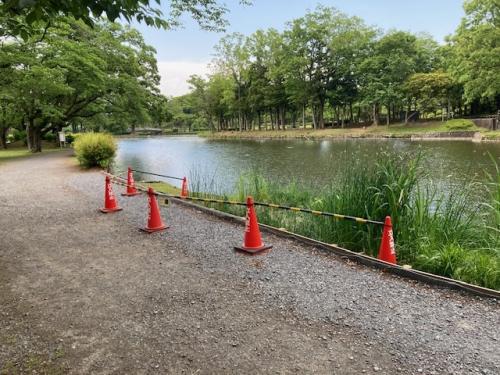 カイツブリが営巣している大池南浅場