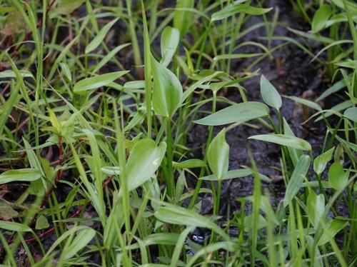 絶滅危惧種のミズアオイが今年も発芽しました