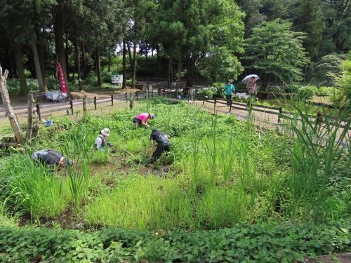 昨年に引き続き、ミズアオイに日が当たるように上尾水辺守の皆さんと覆っている植物を除去しました