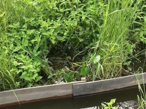 抽水植物の横でひっそりミズアオイらしき植物が見つかりました