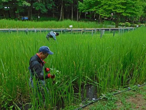 湿地と水路でアメリカセンダングサなどの外来植物を駆除しました