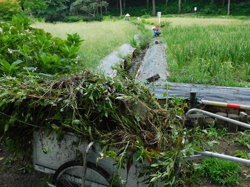 外来植物を減らすことができました