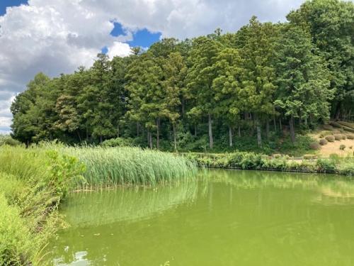 大池の中流に再生した抽水植物