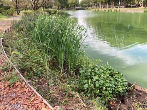 南浅場の作業で見えるようになったコナギ