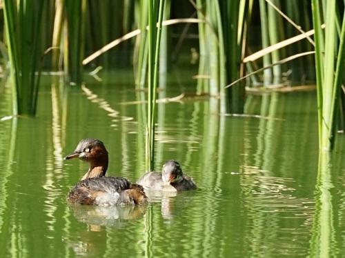 大池のカイツブリの親子