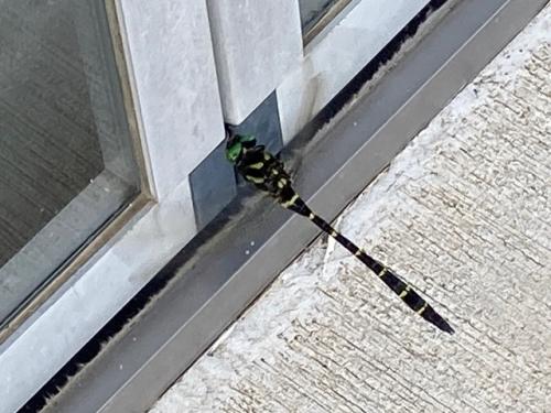 自然学習館に飛んできたオニヤンマ