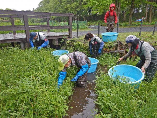 上尾水辺守の皆さんと一緒に外来植物を一生懸命駆除しています