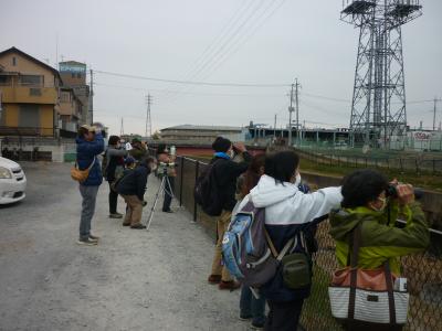 鴨川の冬鳥観察会