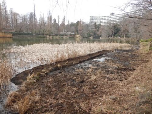 作業後の井の頭池の浅場