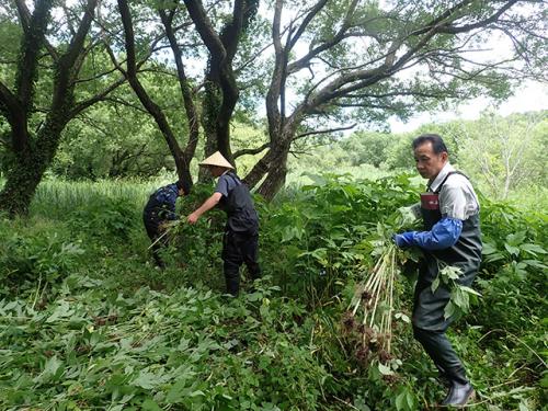オオブタクサの駆除作業