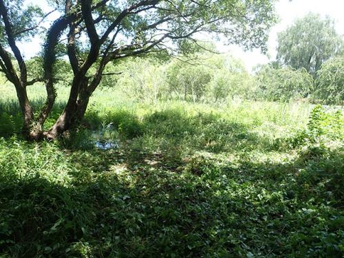 作業後の再生湿地の様子
