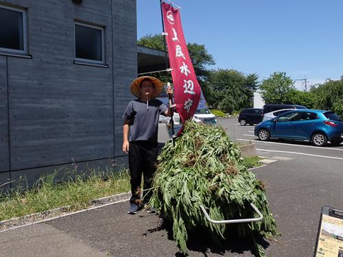 駆除した山盛りのオオブタクサ