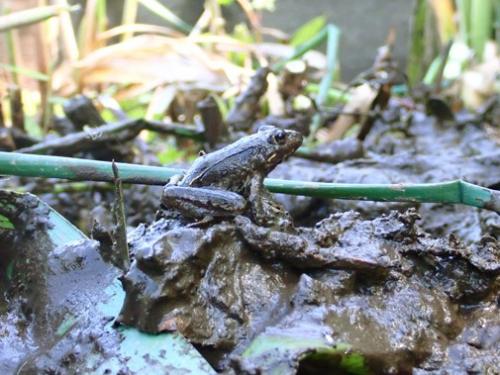 大池で初確認のニホンアカガエル