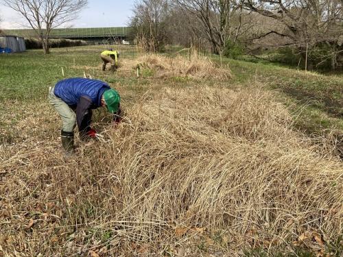 カマキリの卵があって草刈りを保留してた場所の草刈りを行いました