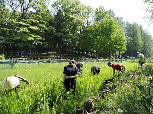 他の植物の中からオオカワジシャだけを見つけるのはなかなか難しいです