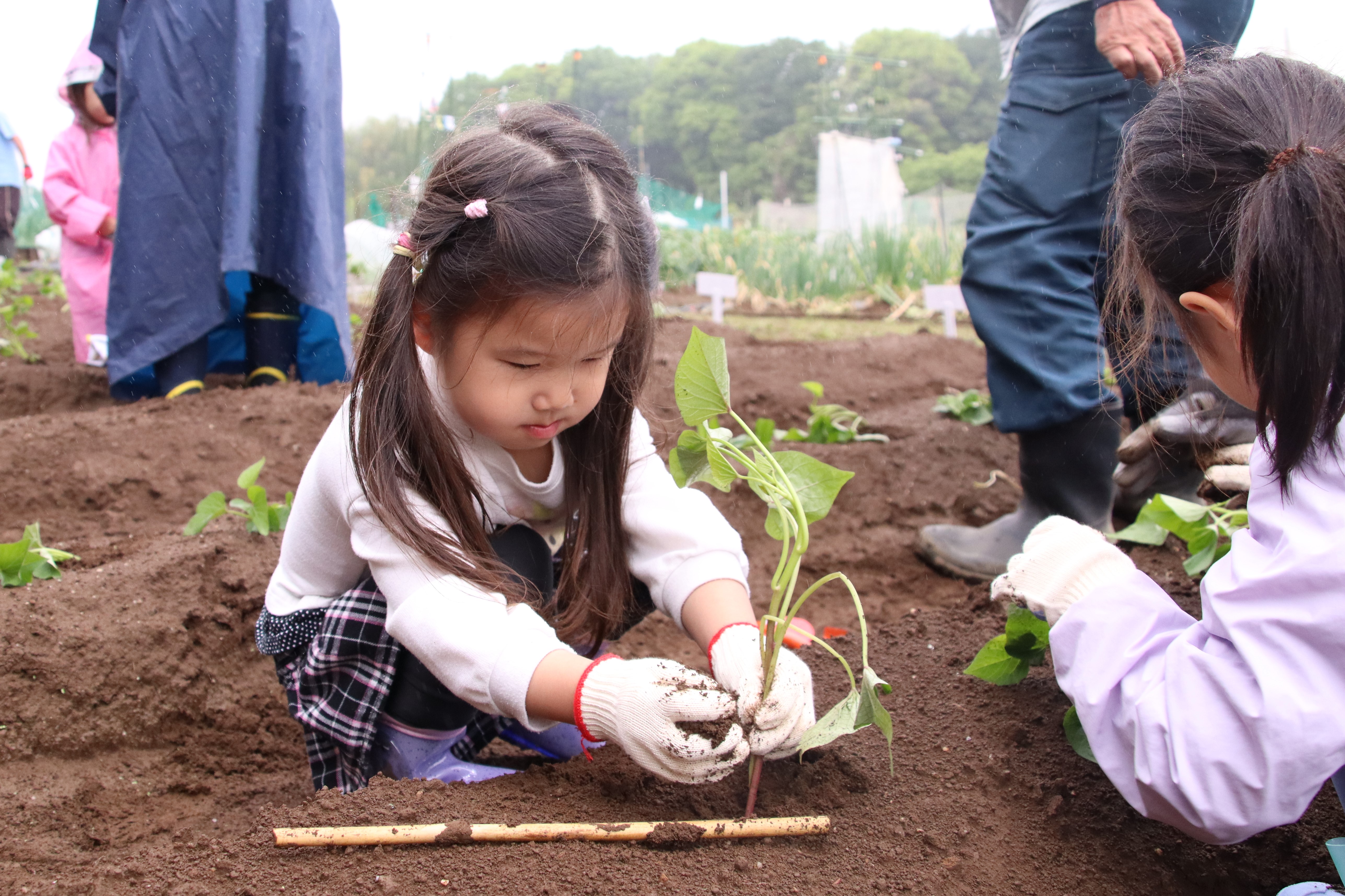 慎重に苗を植え付けする子ども