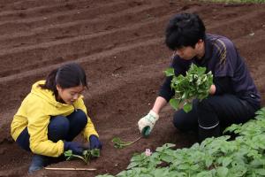 植え付け作業をする親子
