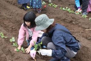 横に並んで植え付け作業をする親子