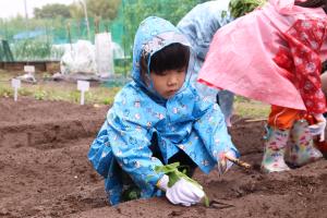 真剣に苗を植え付けする子ども