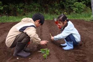 丁寧に植え付け作業を進める参加者