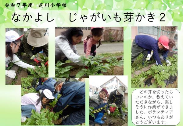 なかよし　じゃがいも