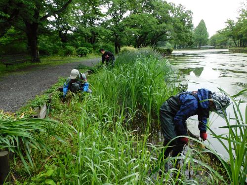 浅場では背丈の高いガマを刈り取りました