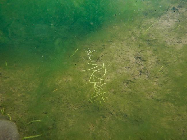 大池で初確認の沈水植物イトモの仲間