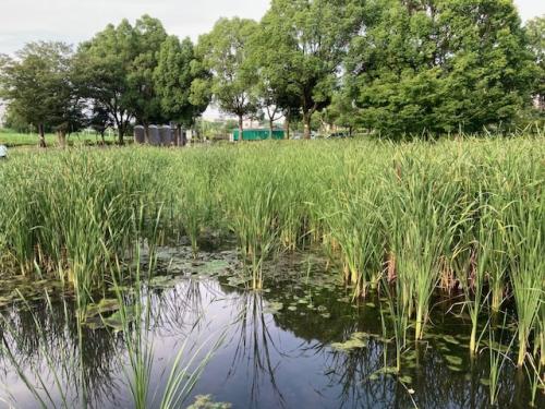 池底のシートはがしイベントをして湿地再生に取り組んでいるアヒル池