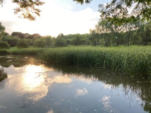 低水位管理によって拡がっている大池北側の抽水植物群落