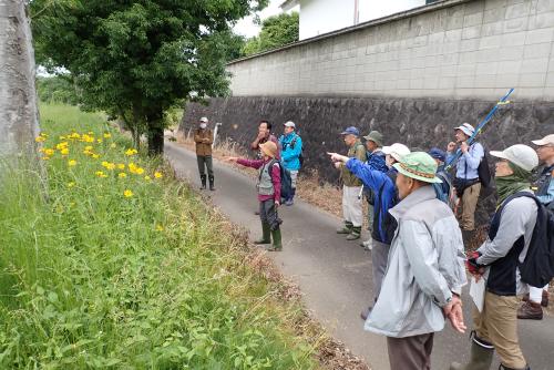 みんなで外来植物の状況を確認しました