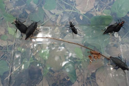 林床で捕獲した甲虫たち