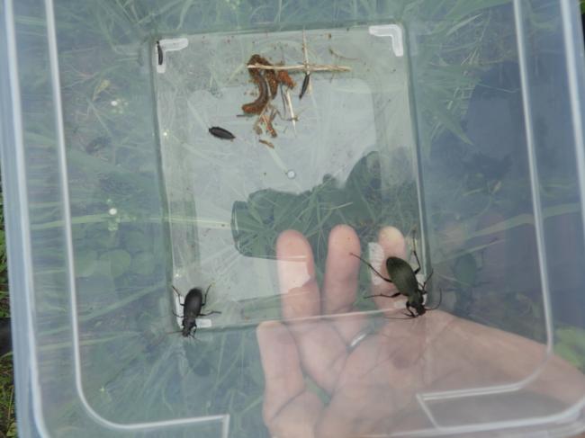 １６号地では捕獲できなかったアオオサムシが入りました