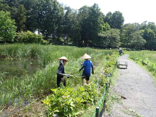 花菖蒲田上流浅場の草刈り