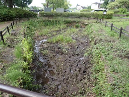 作業後のミズアオイ湿地