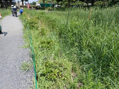 作業前の花菖蒲田上流区域の浅場