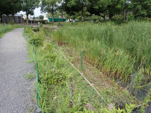 作業後の花菖蒲田上流区域の浅場