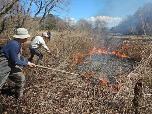 湿地の火入れの様子