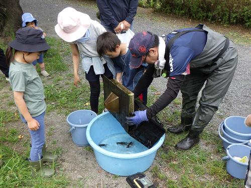 アメリカザリガニ駆除イベントの様子